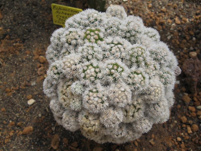 Mammillaria gracilis cv. arizona snowcap 