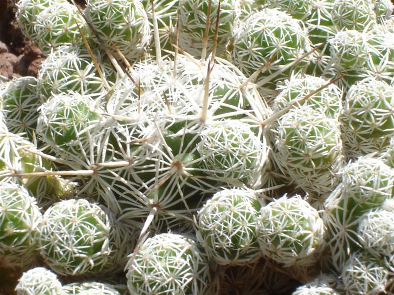 Mammillaria gracilis 