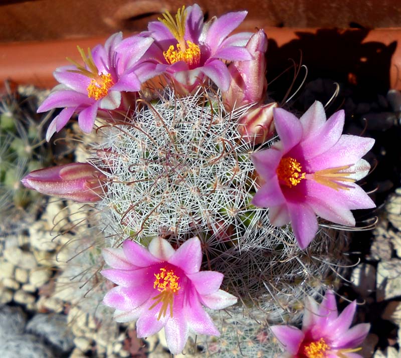 Mammillaria grahamii 