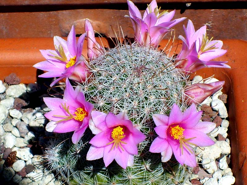 Mammillaria grahamii 