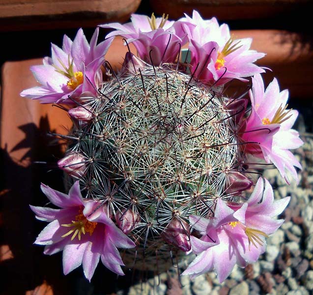 Mammillaria grahamii 