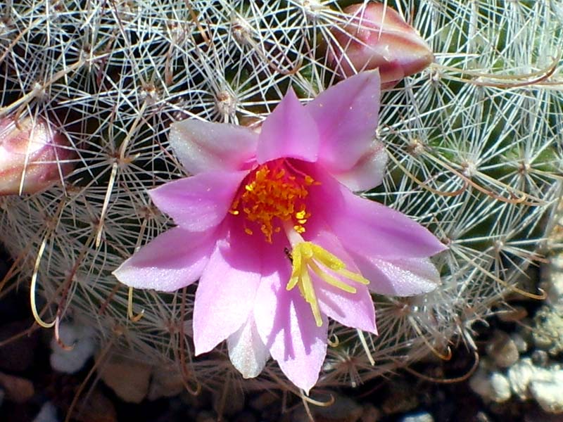 Mammillaria grahamii 