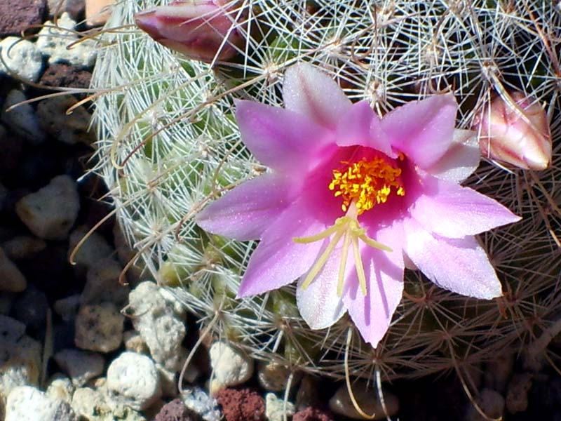 Mammillaria grahamii 