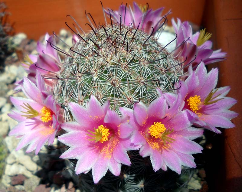 Mammillaria grahamii 