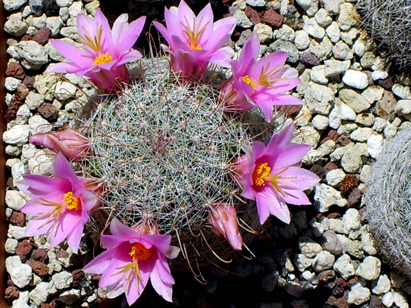 Mammillaria grahamii 