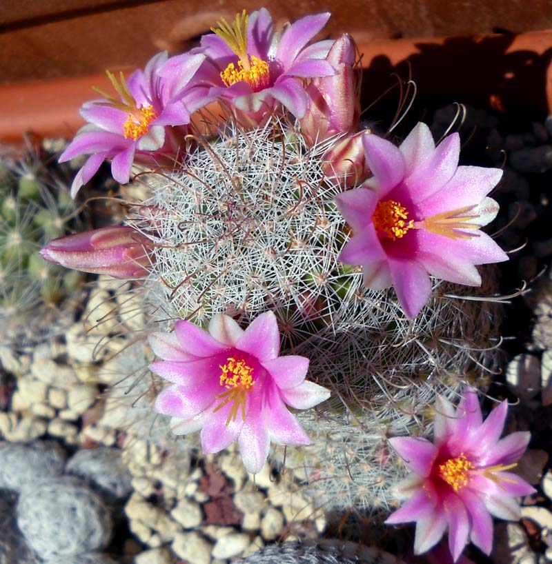 Mammillaria grahamii 