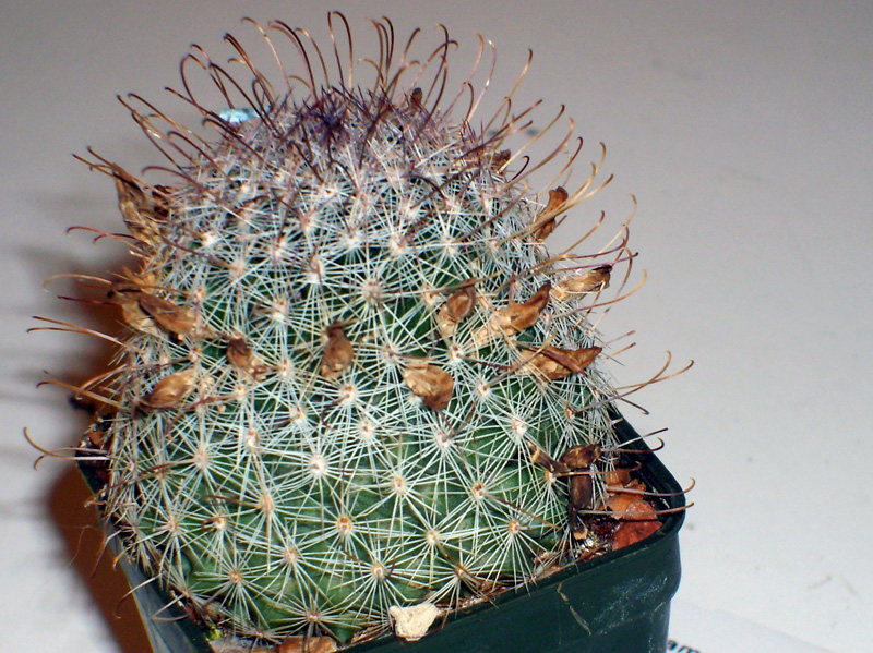 Mammillaria grahamii 