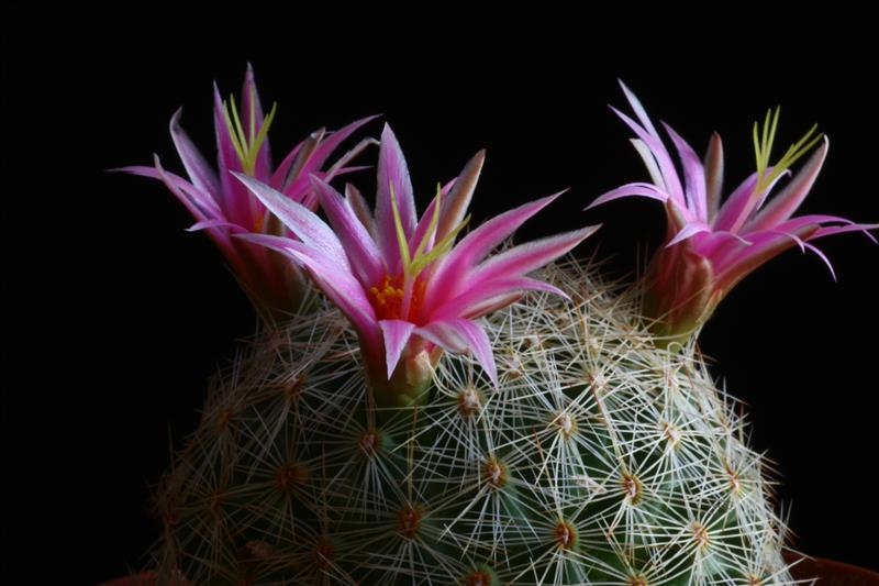 Mammillaria grahamii v. oliviae SB 667