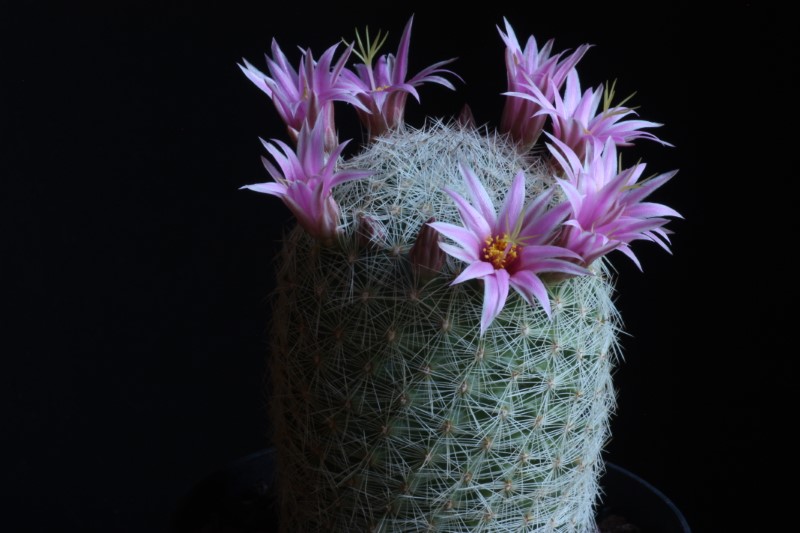 Mammillaria grahamii v. oliviae 