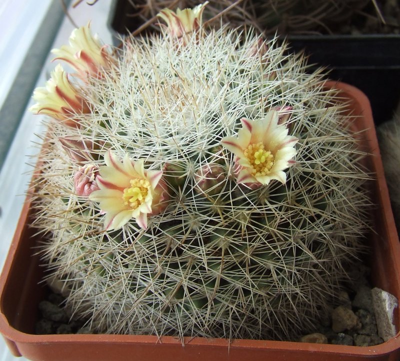 Mammillaria grusonii 