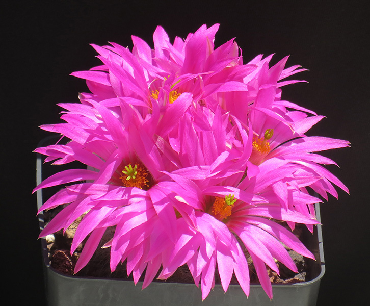 Mammillaria guelzowiana 