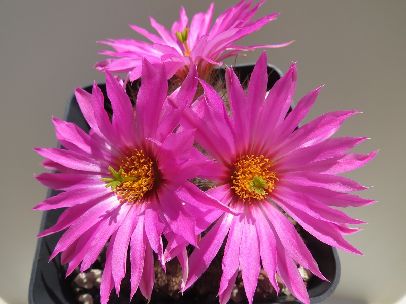 Mammillaria guelzowiana 