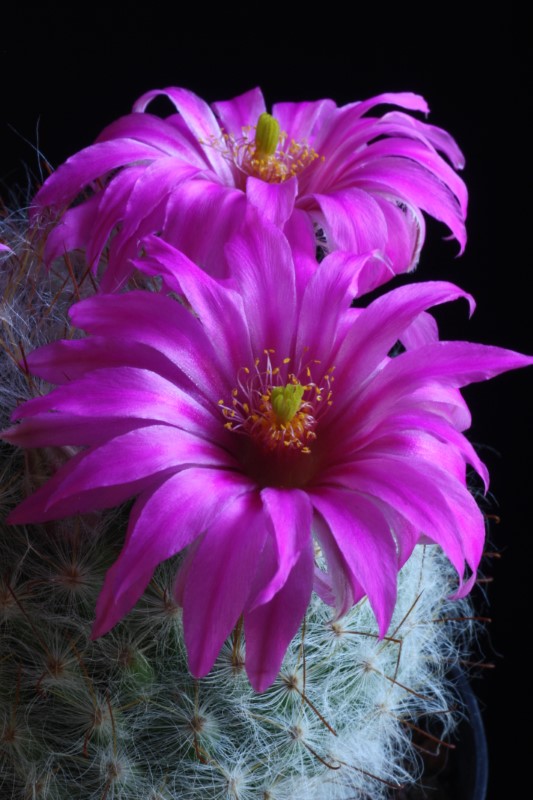 Mammillaria guelzowiana 