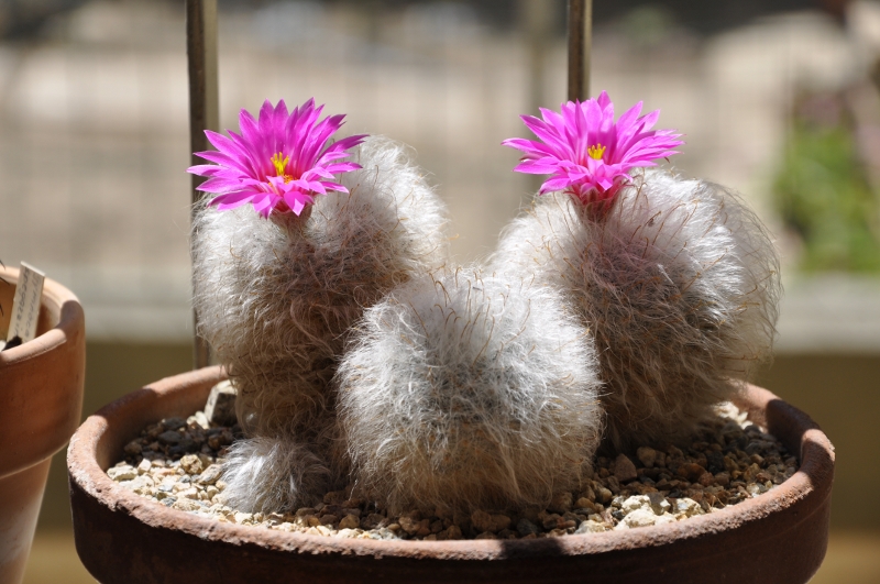 Mammillaria guelzowiana 