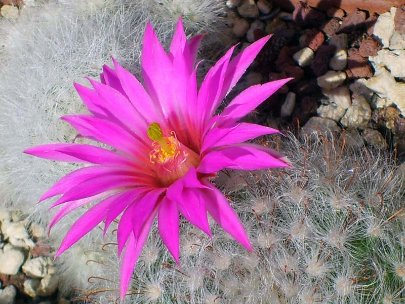 Mammillaria guelzowiana 