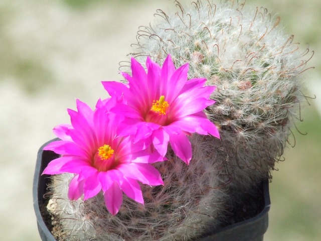 Mammillaria guelzowiana 