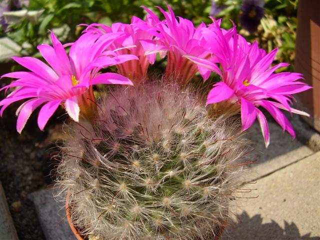 Mammillaria guelzowiana 