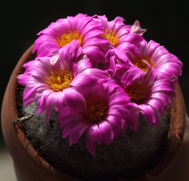 Mammillaria guelzowiana 