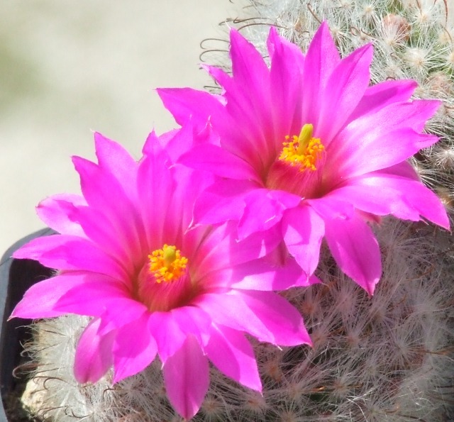 Mammillaria guelzowiana 