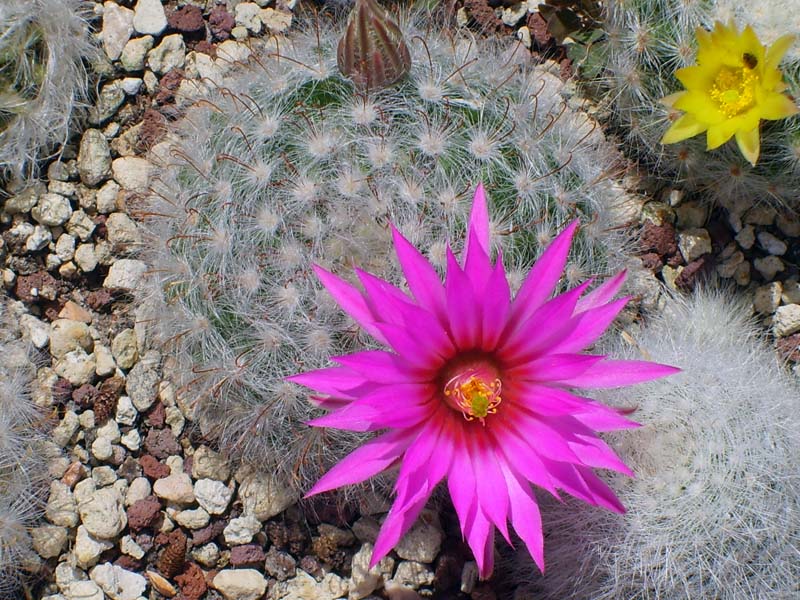 Mammillaria guelzowiana 