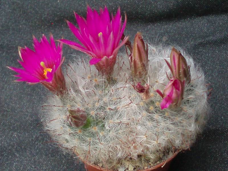 Mammillaria guelzowiana 