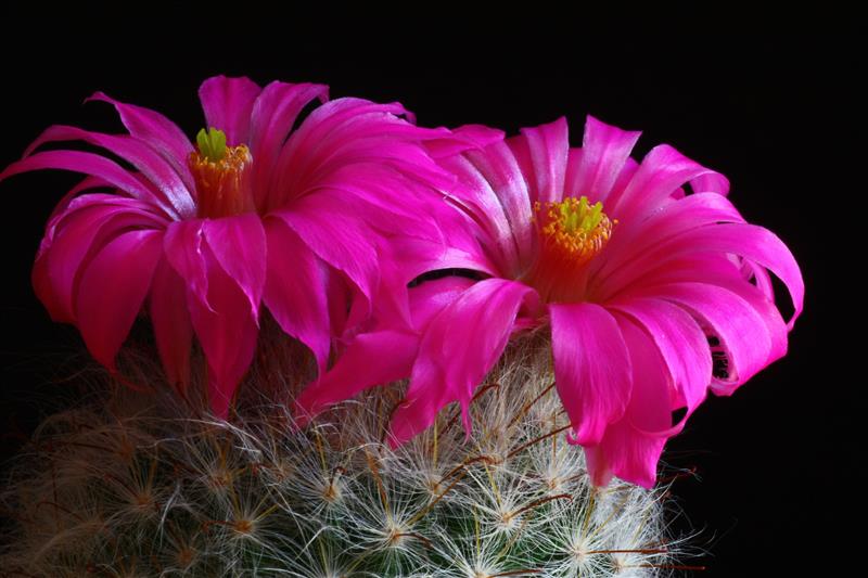 Mammillaria guelzowiana 