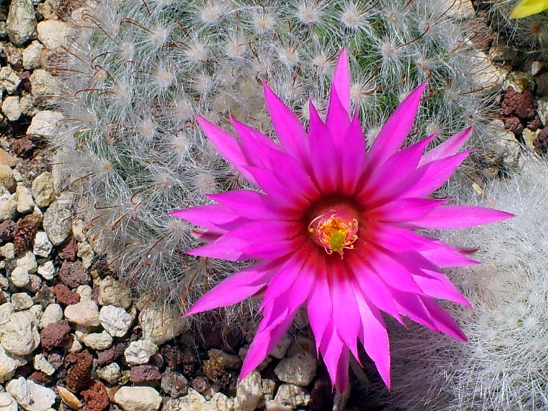 Mammillaria guelzowiana 