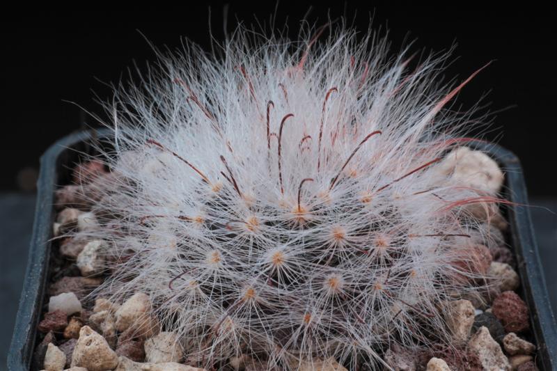 Mammillaria guelzowiana P 302