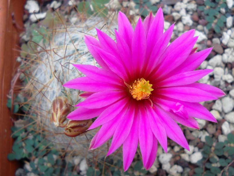 Mammillaria guelzowiana v. robustior 