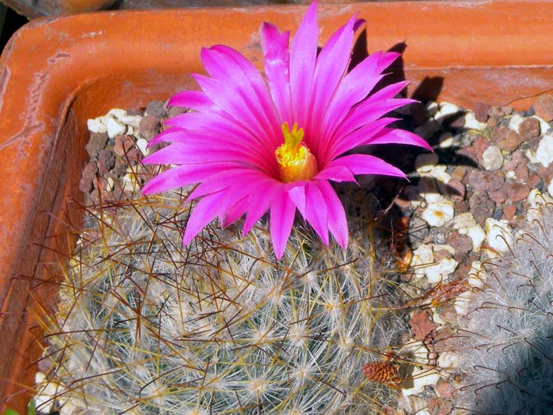 Mammillaria guelzowiana v. robustior 