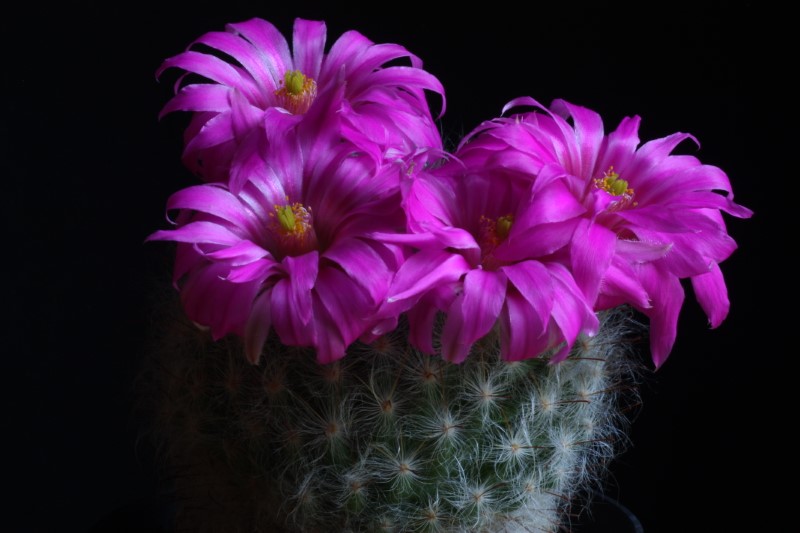 Mammillaria guelzowiana 