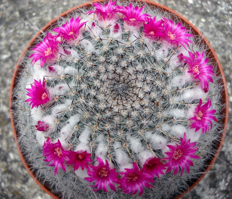 Mammillaria hahniana ssp. woodsii 