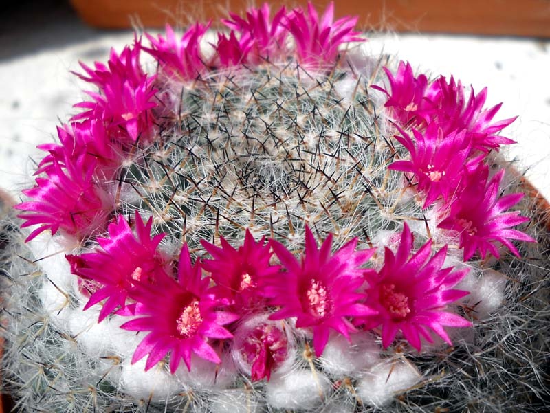 Mammillaria hahniana ssp. woodsii 