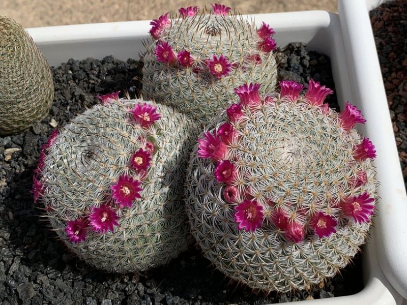 Mammillaria haageana 