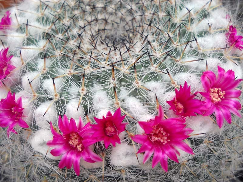 Mammillaria hahniana ssp. woodsii 