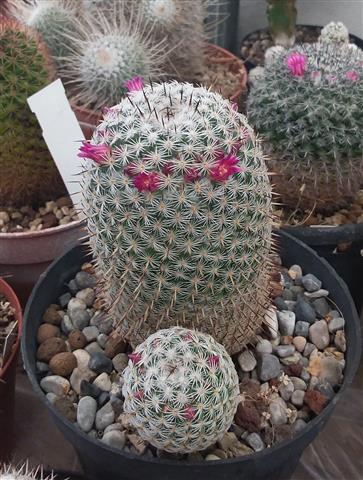 Mammillaria haageana ssp. elegans 