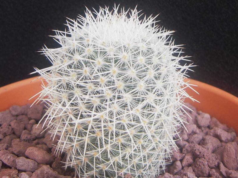 Mammillaria kunthii 