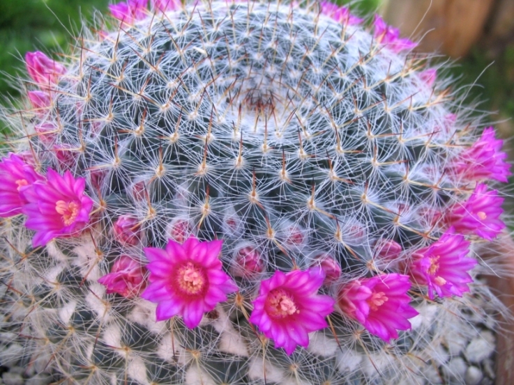 Mammillaria hahniana 