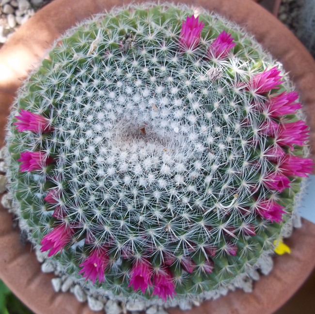 Mammillaria hahniana 