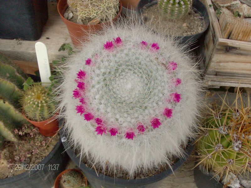 Mammillaria hahniana 