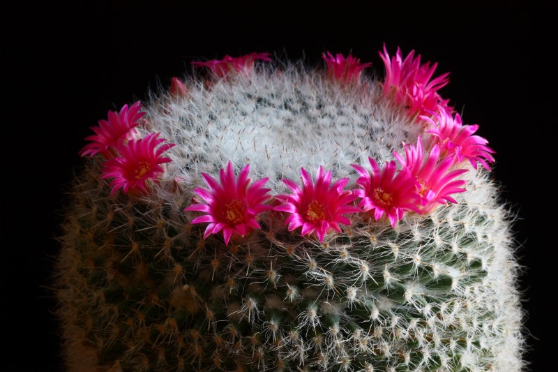 Mammillaria hahniana 