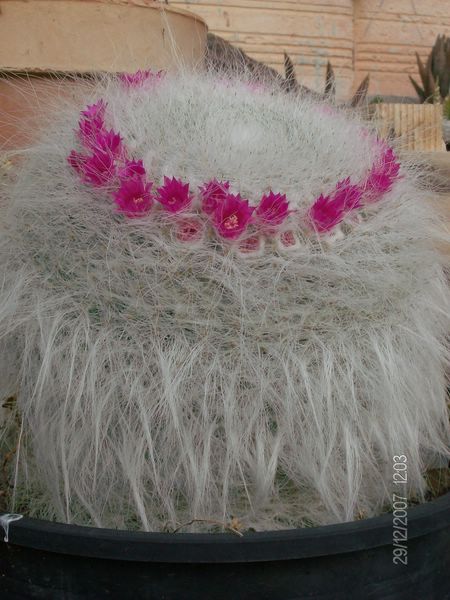 Mammillaria hahniana 
