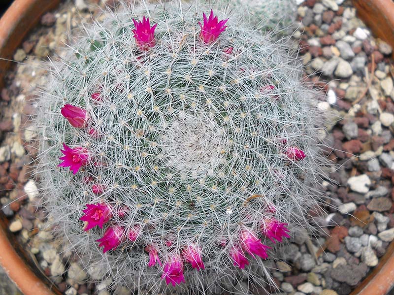 Mammillaria hahniana 