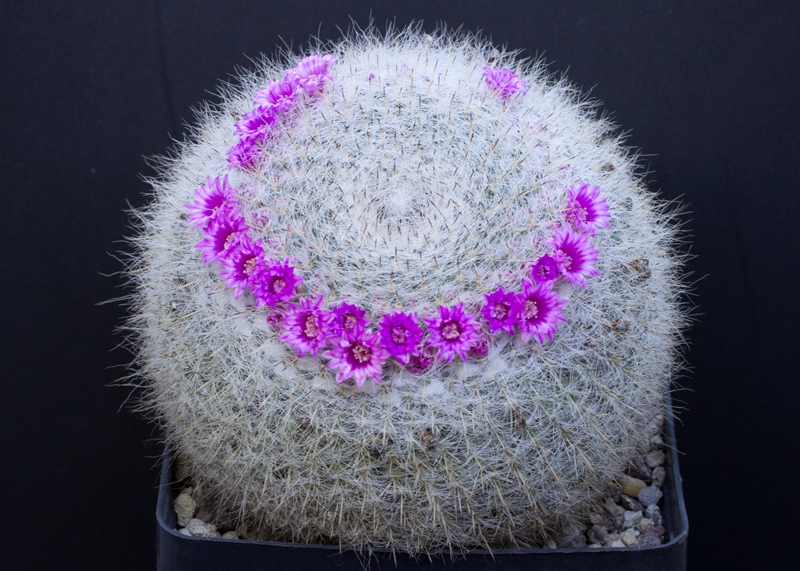 Mammillaria hahniana 