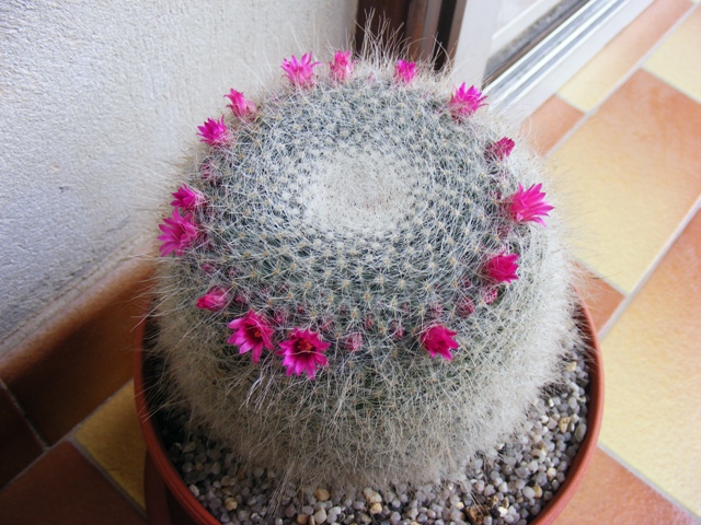 Mammillaria hahniana 