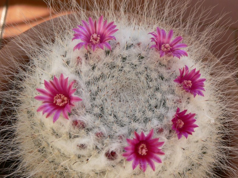 Mammillaria hahniana 