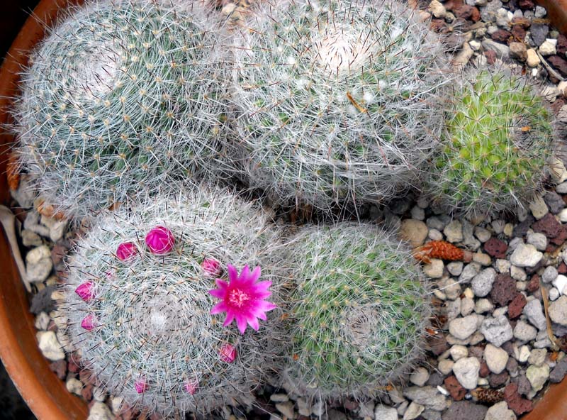 Mammillaria hahniana 