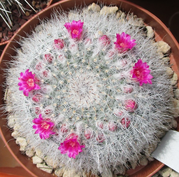 Mammillaria hahniana 