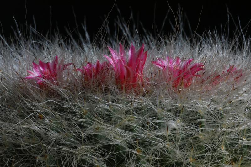 Mammillaria hahniana 