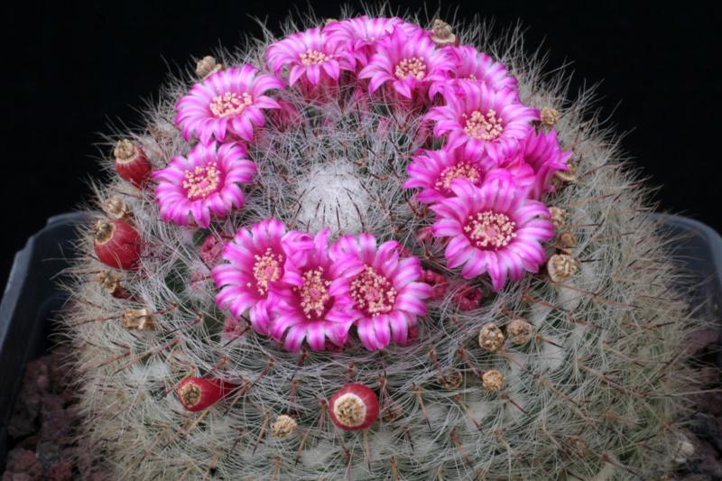 Mammillaria hahniana 